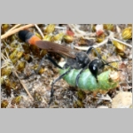 Ammophila sabulosa - Sandwespe 04g 20mm mit Sichelfluegler-Raupe - Drepana falcataria.jpg